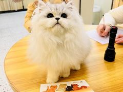 -柚子猫舍·精品猫舍购猫·猫咪认养·购宠·宠物店