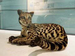 -国家自然博物馆