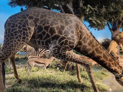 -国家自然博物馆