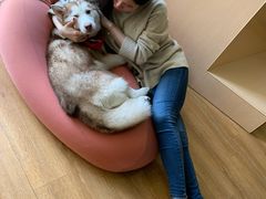 -Husky Go! 哈士奇体验馆·宠物咖啡厅狗咖