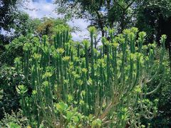 -中国科学院西双版纳热带植物园