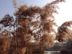upload_pic-新江湾城公园