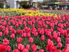 -荷兰花海
