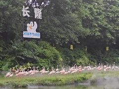 -广州长隆飞鸟乐园