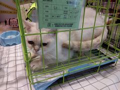 -丹尼斯7天地