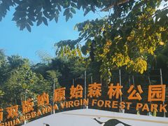 -西双版纳原始森林公园