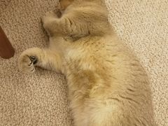 -凯瑞希宠物医院·狂犬免疫·微创·皮肤科