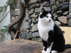 -喵屿·大理花园猫咖