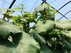 -马陆小张葡萄园农家乐