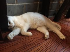 -张记牛肉面馆(天津路店)