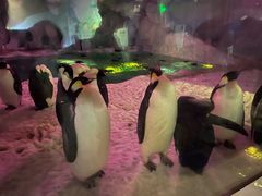 -帝企鹅自助餐厅•儿童岛•真企鹅(长隆企鹅酒店)