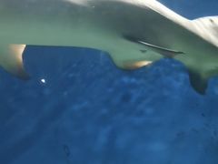 -秦皇岛新澳海底世界