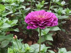 -阿尔丁植物园