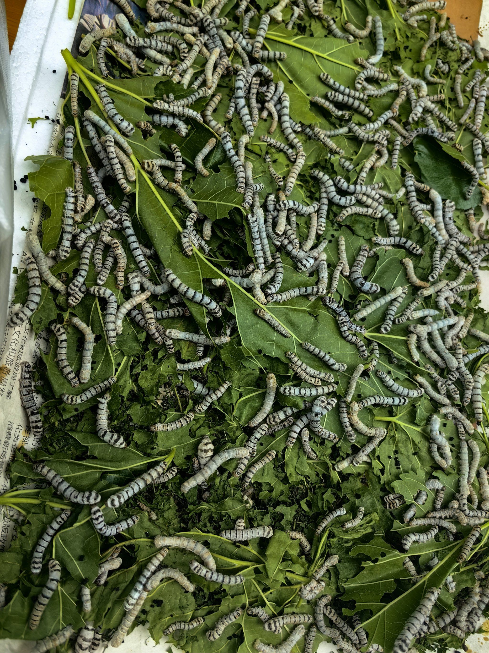 密密麻麻的蚕宝宝!很可爱!