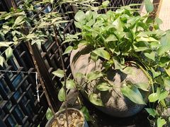 -洛阳宴·洛阳菜(南昌路店)