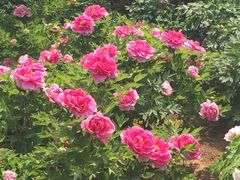 -洛阳市隋唐城遗址植物园