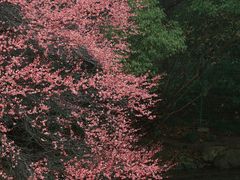 -中国茶叶博物馆(双峰馆区)