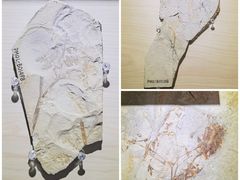 -辽宁古生物博物馆