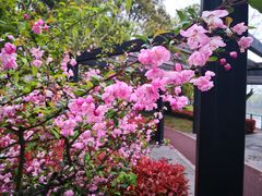 -高东镇樱花园