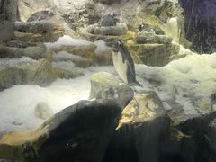 -大阪海游馆