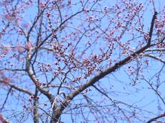 -桃花堤公园