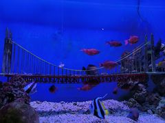 -太平洋海底世界