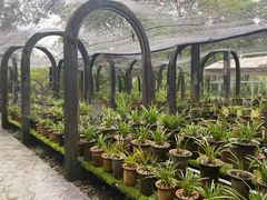 -南山植物园