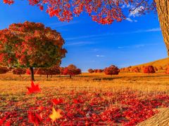 -五角枫生态旅游景区