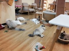 -滚猫咖啡·猫咖·猫友好撸猫(未来城店)