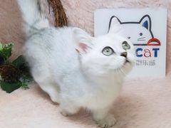 -十年猫舍·猫咪专门店(普陀店)