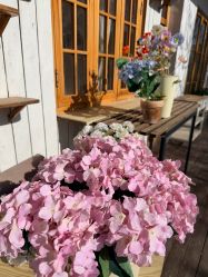 -DORA kids 朵拉儿童摄影花园店