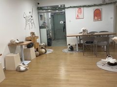 -有喵·猫咖·狗咖·30几只猫10只小狗(岗厦店)