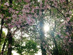 -南岳衡山风景名胜区-南岳大庙