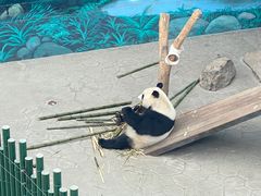 -沈阳森林动物园