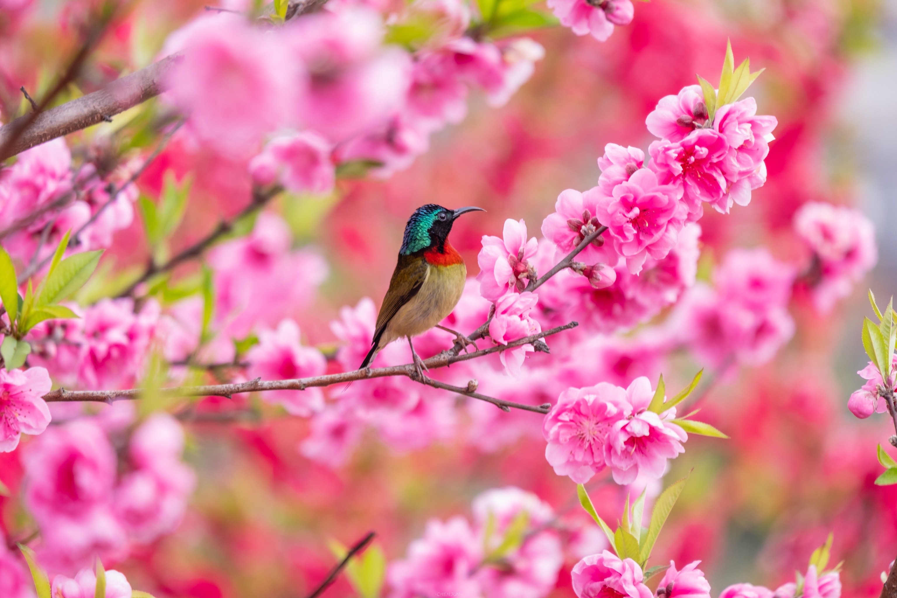 最美桃花图片世外桃源图片