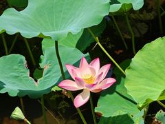 -荔湾湖公园