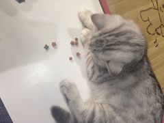 喵的天空-喵的天空名猫咖啡馆·撸猫·猫舍·用品