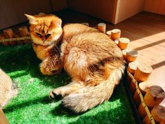 -唐小姐の私宠·宠物洗护美容·撸猫馆·购宠(周浦万达旗舰店)