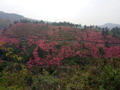 -木兰云雾山