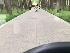 -黄海国家森林公园