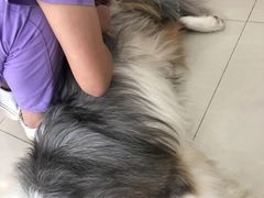 -瑞派康怡24h宠物医院·犬猫医疗中心·微创绝育(瑞景分院)