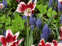 -国家植物园南园