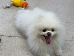 -爱妮康宠物医院·干细胞免疫细胞·肿瘤·心脏(张江店)