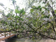 山上的花花-青城后山