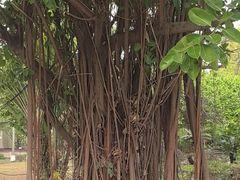 -云溪植物园