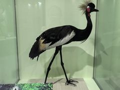 -盐城丹顶鹤湿地生态旅游区