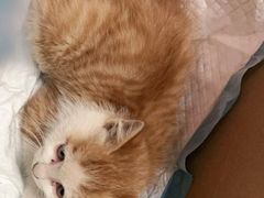 -全心全意连锁动物医院·特色中医诊疗(会城门分院)