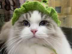 -车接车送·寄养洗护·德文猫舍(大宁店)
