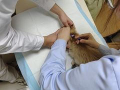 -全心全意连锁动物医院·微创中心·内科急重症·心脏专科(丰管路店)