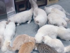 -瞄一喵猫咖(格力海岸店)